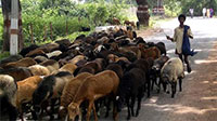 World Animal Day