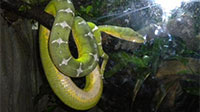 World Snake Day