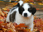 dog photo calendar 16